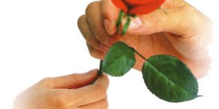 Rosa