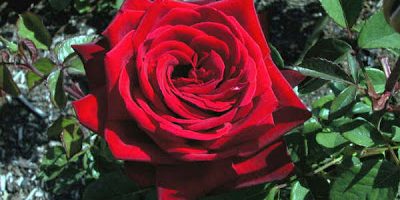 A-Rosa