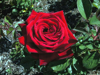 A-Rosa