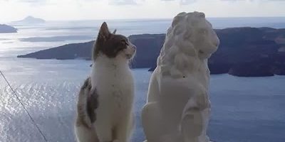 aabcat