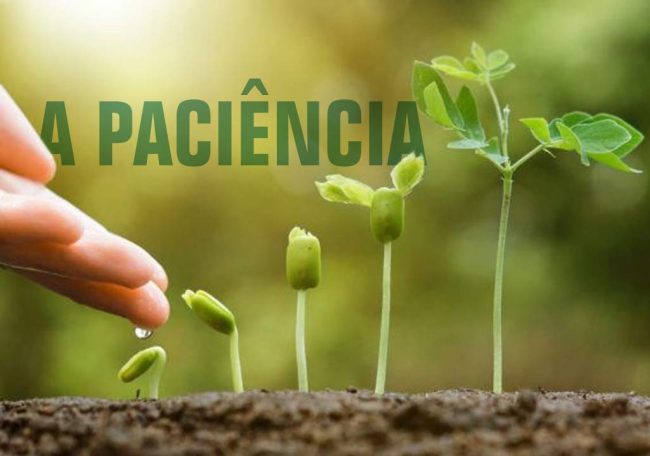 artigo-paciencia