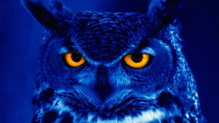owl-predator-bird-night-yellow-eyes-727×409