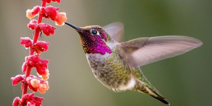 beija-flor-700×400