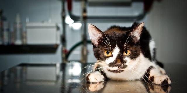 fiv-aids-felina