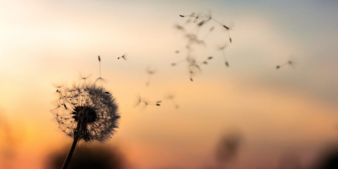 sopro-vida-1080×675