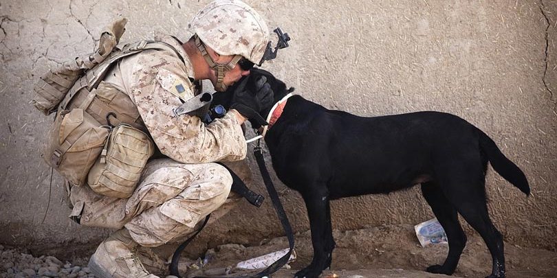 cachorro-melhor-amigo-do-homem