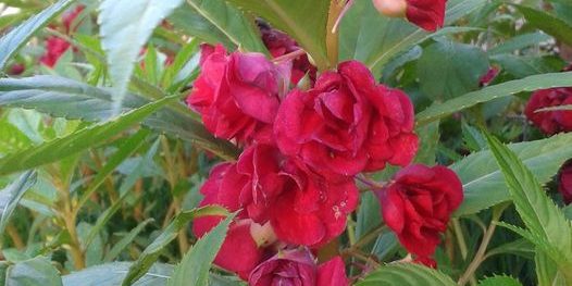 ROSAS