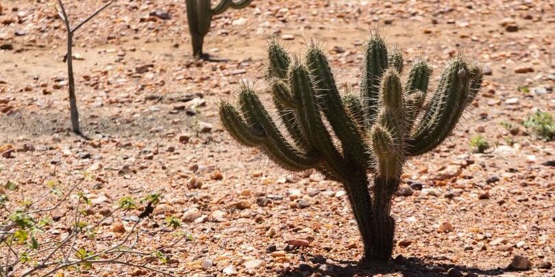 desert