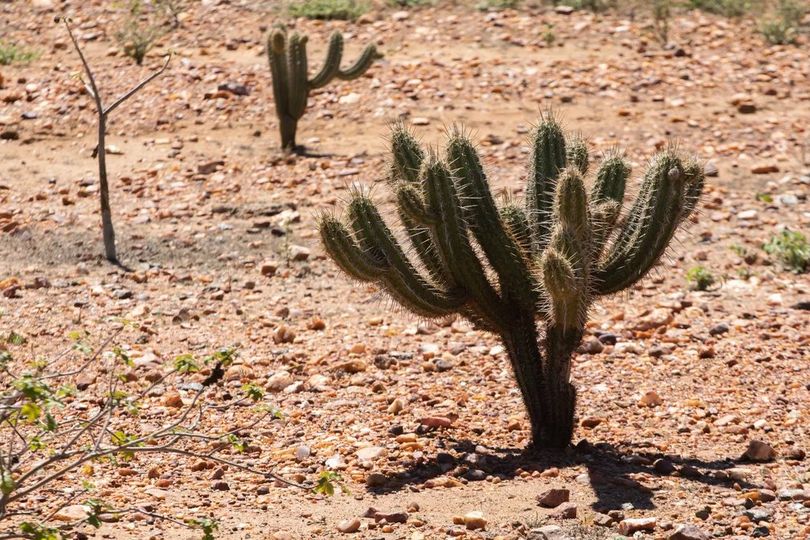 desert
