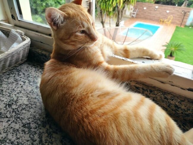 gat